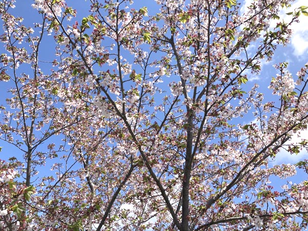 葉桜もそれはそれでキレイだと思うんですよ、はい